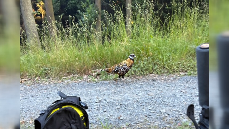 Agresivní bažant trápí Zlínsko: Zaútočil na houbařku, několik metrů běžel i za cyklistou