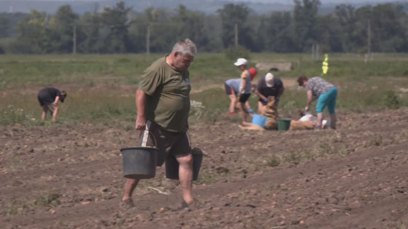 Samosběry v Jihomoravském kraji lákají na nízké ceny i kvalitu. Po čem je největší sháňka? 