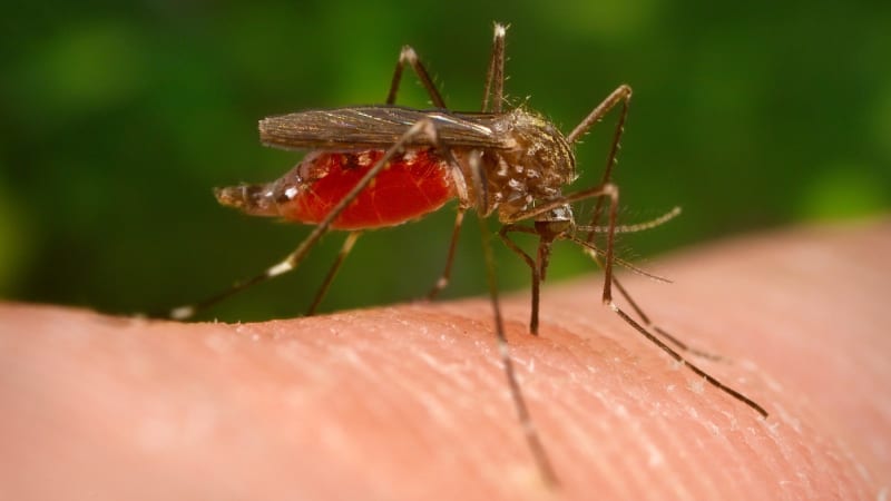 Invazivní komár japonský se usadil v Česku. Může přenášet západonilskou horečku